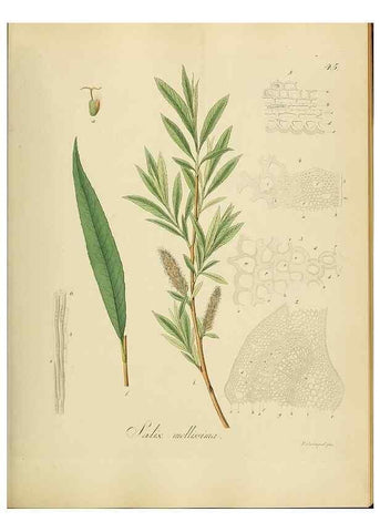 Reproducción/Reproduction 49298203518: Vollständige Naturgeschichte der forstlichen Culturpflanzen Deutschlands.. Berlin,A. Förstner'sche Verlagsbuchhandlung (P. Jeanrenaud)1851.. 