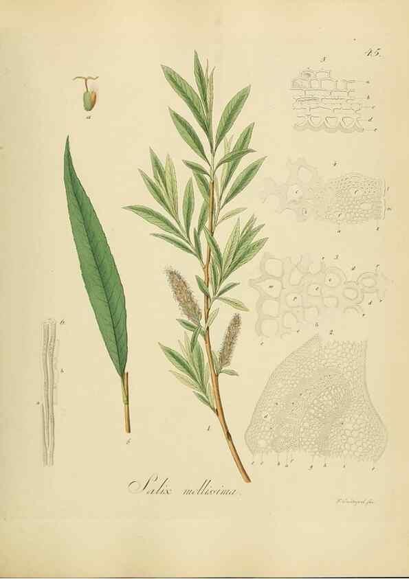 Reproducción/Reproduction 49298203518: Vollständige Naturgeschichte der forstlichen Culturpflanzen Deutschlands.. Berlin,A. Förstner'sche Verlagsbuchhandlung (P. Jeanrenaud)1851.. 