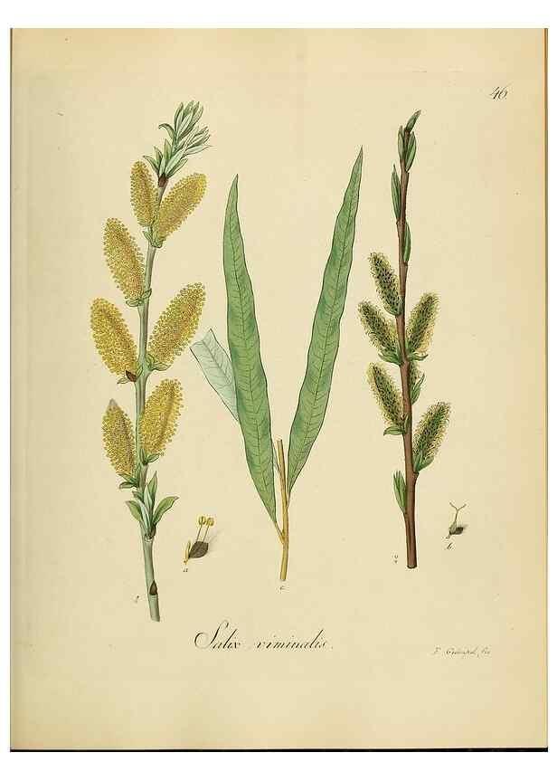 Reproducción/Reproduction 49298688576: Vollständige Naturgeschichte der forstlichen Culturpflanzen Deutschlands.. Berlin,A. Förstner'sche Verlagsbuchhandlung (P. Jeanrenaud)1851.. 