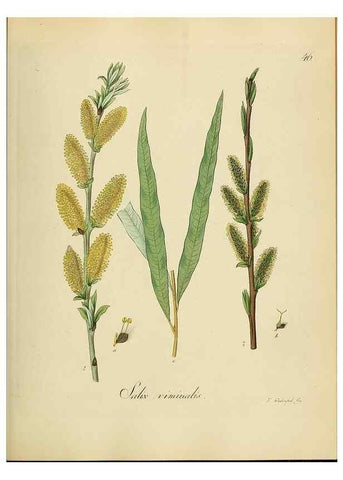 Reproducción/Reproduction 49298688576: Vollständige Naturgeschichte der forstlichen Culturpflanzen Deutschlands.. Berlin,A. Förstner'sche Verlagsbuchhandlung (P. Jeanrenaud)1851.. 