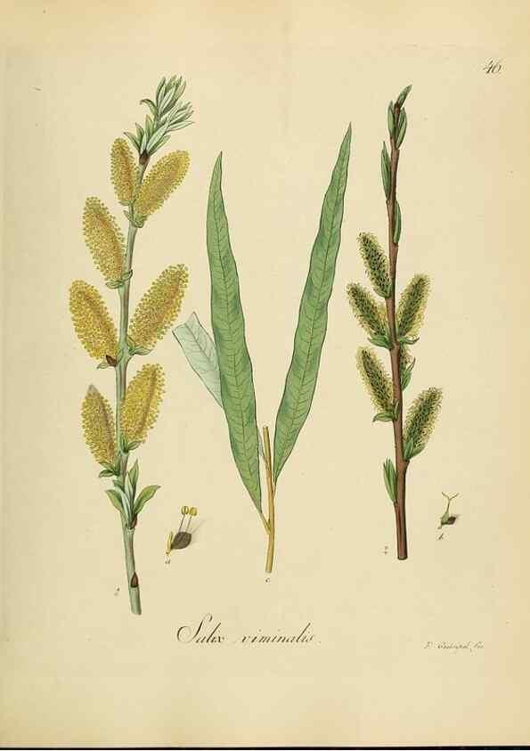 Reproducción/Reproduction 49298688576: Vollständige Naturgeschichte der forstlichen Culturpflanzen Deutschlands.. Berlin,A. Förstner'sche Verlagsbuchhandlung (P. Jeanrenaud)1851.. 