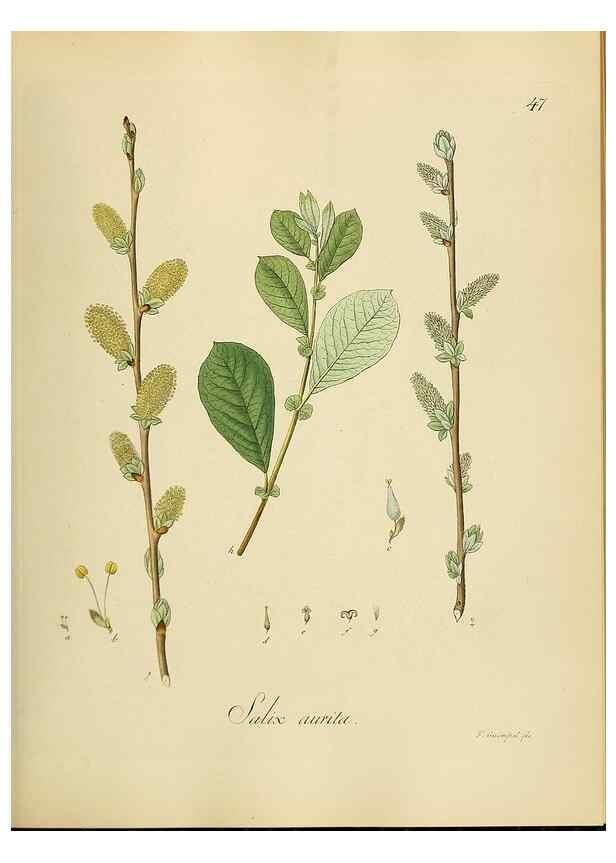Reproducción/Reproduction 49298688821: Vollständige Naturgeschichte der forstlichen Culturpflanzen Deutschlands.. Berlin,A. Förstner'sche Verlagsbuchhandlung (P. Jeanrenaud)1851.. 