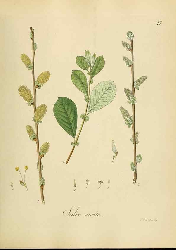 Reproducción/Reproduction 49298688821: Vollständige Naturgeschichte der forstlichen Culturpflanzen Deutschlands.. Berlin,A. Förstner'sche Verlagsbuchhandlung (P. Jeanrenaud)1851.. 
