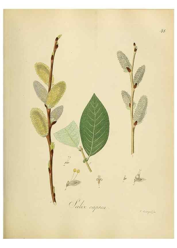Reproducción/Reproduction 49298204188: Vollständige Naturgeschichte der forstlichen Culturpflanzen Deutschlands.. Berlin,A. Förstner'sche Verlagsbuchhandlung (P. Jeanrenaud)1851.. 