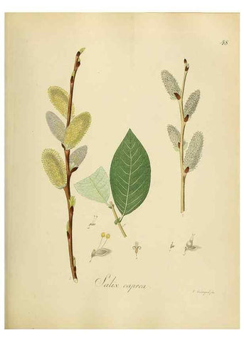 Reproducción/Reproduction 49298204188: Vollständige Naturgeschichte der forstlichen Culturpflanzen Deutschlands.. Berlin,A. Förstner'sche Verlagsbuchhandlung (P. Jeanrenaud)1851.. 