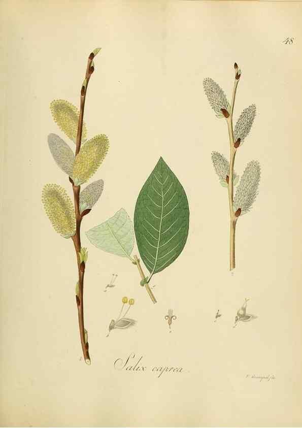 Reproducción/Reproduction 49298204188: Vollständige Naturgeschichte der forstlichen Culturpflanzen Deutschlands.. Berlin,A. Förstner'sche Verlagsbuchhandlung (P. Jeanrenaud)1851.. 