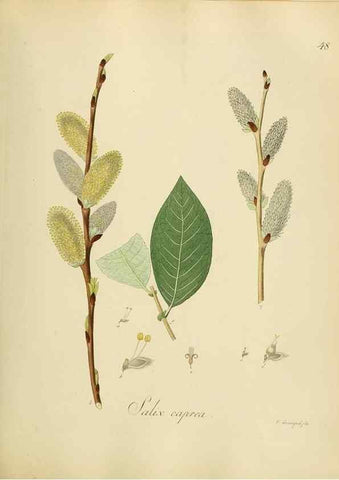 Reproducción/Reproduction 49298204188: Vollständige Naturgeschichte der forstlichen Culturpflanzen Deutschlands.. Berlin,A. Förstner'sche Verlagsbuchhandlung (P. Jeanrenaud)1851.. 