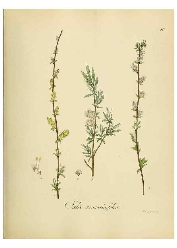 Reproducción/Reproduction 49298204648: Vollständige Naturgeschichte der forstlichen Culturpflanzen Deutschlands.. Berlin,A. Förstner'sche Verlagsbuchhandlung (P. Jeanrenaud)1851.. 
