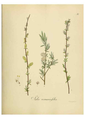 Reproducción/Reproduction 49298204648: Vollständige Naturgeschichte der forstlichen Culturpflanzen Deutschlands.. Berlin,A. Förstner'sche Verlagsbuchhandlung (P. Jeanrenaud)1851.. 