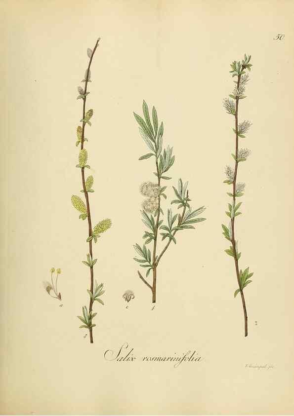 Reproducción/Reproduction 49298204648: Vollständige Naturgeschichte der forstlichen Culturpflanzen Deutschlands.. Berlin,A. Förstner'sche Verlagsbuchhandlung (P. Jeanrenaud)1851.. 