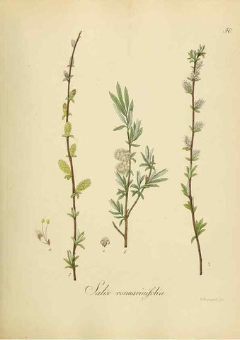 Reproducción/Reproduction 49298204648: Vollständige Naturgeschichte der forstlichen Culturpflanzen Deutschlands.. Berlin,A. Förstner'sche Verlagsbuchhandlung (P. Jeanrenaud)1851.. 