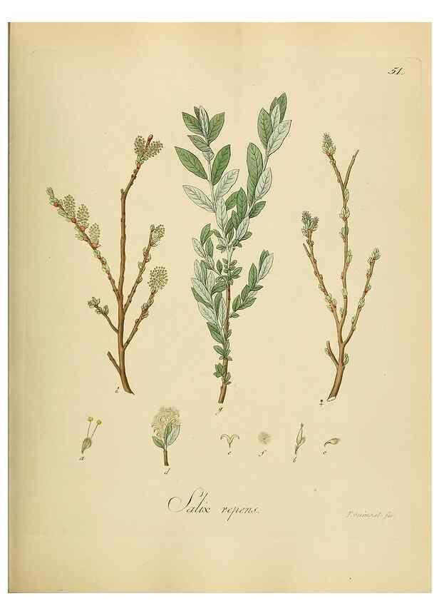 Reproducción/Reproduction 49298204908: Vollständige Naturgeschichte der forstlichen Culturpflanzen Deutschlands.. Berlin,A. Förstner'sche Verlagsbuchhandlung (P. Jeanrenaud)1851.. 