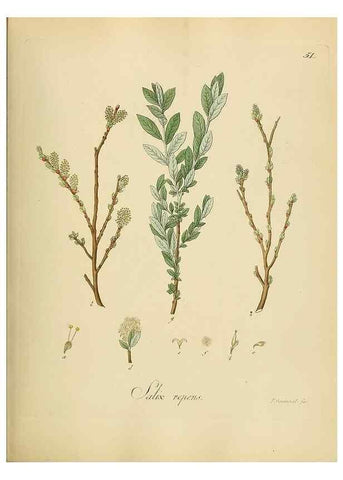 Reproducción/Reproduction 49298204908: Vollständige Naturgeschichte der forstlichen Culturpflanzen Deutschlands.. Berlin,A. Förstner'sche Verlagsbuchhandlung (P. Jeanrenaud)1851.. 
