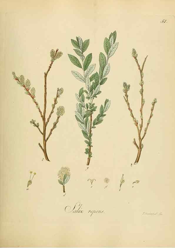 Reproducción/Reproduction 49298204908: Vollständige Naturgeschichte der forstlichen Culturpflanzen Deutschlands.. Berlin,A. Förstner'sche Verlagsbuchhandlung (P. Jeanrenaud)1851.. 