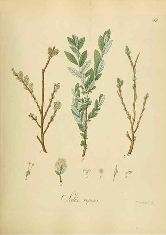 Reproducción/Reproduction 49298204908: Vollständige Naturgeschichte der forstlichen Culturpflanzen Deutschlands.. Berlin,A. Förstner'sche Verlagsbuchhandlung (P. Jeanrenaud)1851.. 