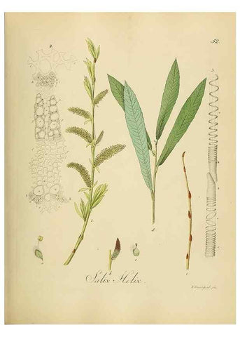 Reproducción/Reproduction 49298689921: Vollständige Naturgeschichte der forstlichen Culturpflanzen Deutschlands.. Berlin,A. Förstner'sche Verlagsbuchhandlung (P. Jeanrenaud)1851.. 