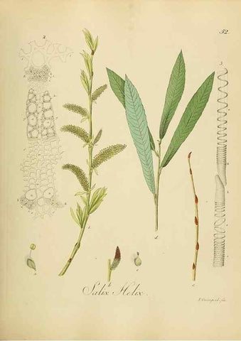 Reproducción/Reproduction 49298689921: Vollständige Naturgeschichte der forstlichen Culturpflanzen Deutschlands.. Berlin,A. Förstner'sche Verlagsbuchhandlung (P. Jeanrenaud)1851.. 
