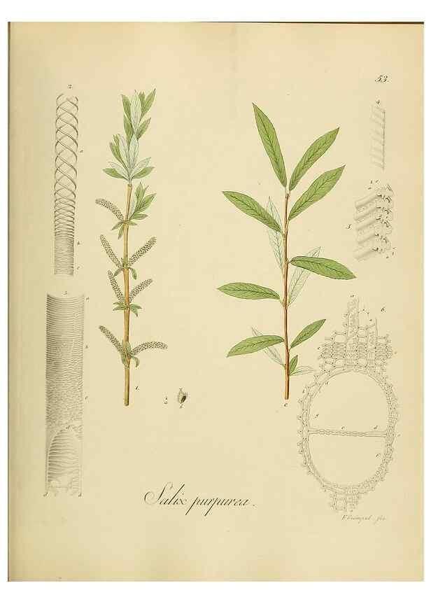 Reproducción/Reproduction 49298893312: Vollständige Naturgeschichte der forstlichen Culturpflanzen Deutschlands.. Berlin,A. Förstner'sche Verlagsbuchhandlung (P. Jeanrenaud)1851.. 