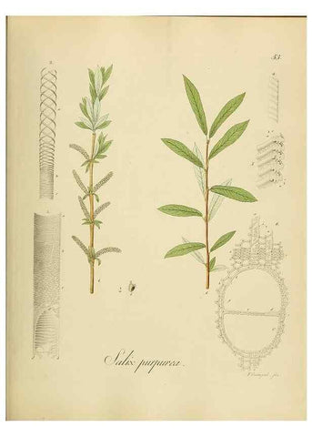 Reproducción/Reproduction 49298893312: Vollständige Naturgeschichte der forstlichen Culturpflanzen Deutschlands.. Berlin,A. Förstner'sche Verlagsbuchhandlung (P. Jeanrenaud)1851.. 