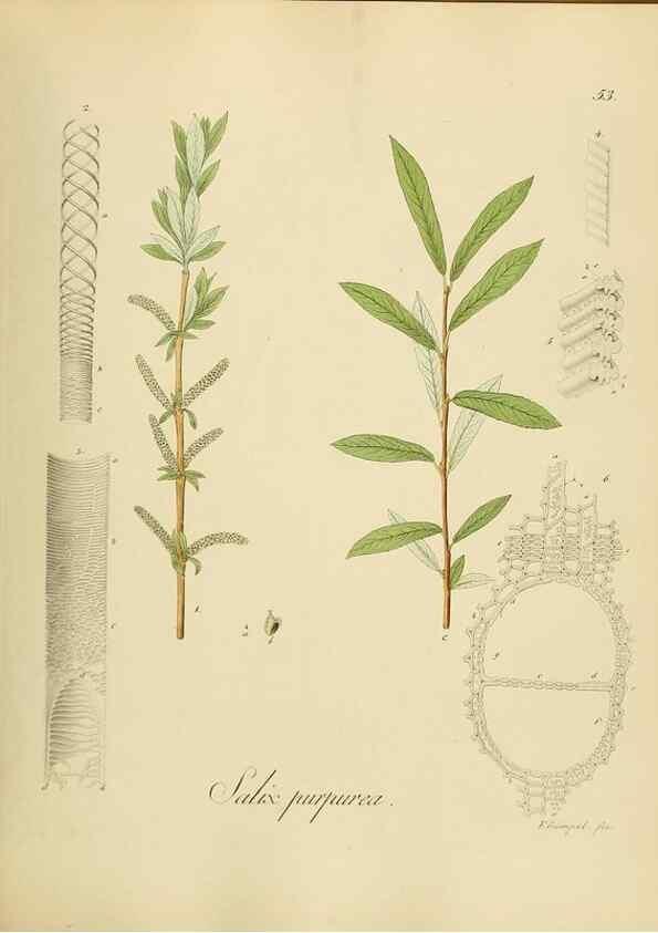 Reproducción/Reproduction 49298893312: Vollständige Naturgeschichte der forstlichen Culturpflanzen Deutschlands.. Berlin,A. Förstner'sche Verlagsbuchhandlung (P. Jeanrenaud)1851.. 