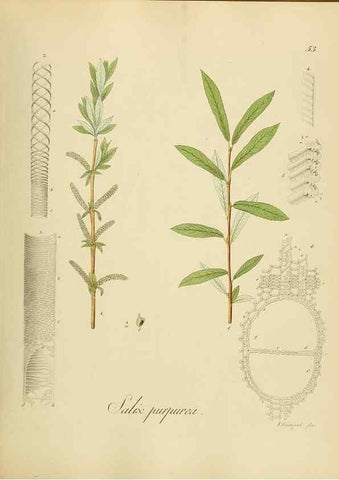 Reproducción/Reproduction 49298893312: Vollständige Naturgeschichte der forstlichen Culturpflanzen Deutschlands.. Berlin,A. Förstner'sche Verlagsbuchhandlung (P. Jeanrenaud)1851.. 