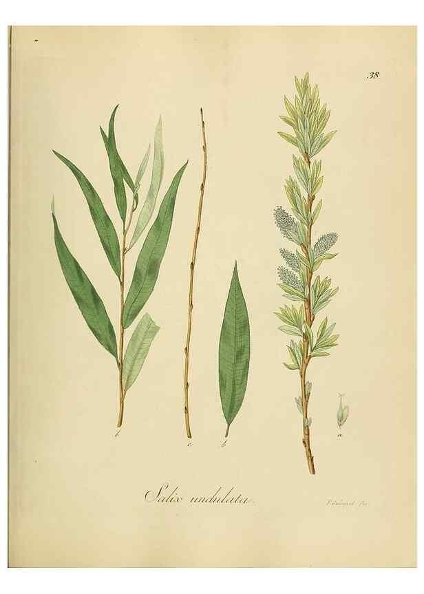 Reproducción/Reproduction 49298890237: Vollständige Naturgeschichte der forstlichen Culturpflanzen Deutschlands.. Berlin,A. Förstner'sche Verlagsbuchhandlung (P. Jeanrenaud)1851.. 