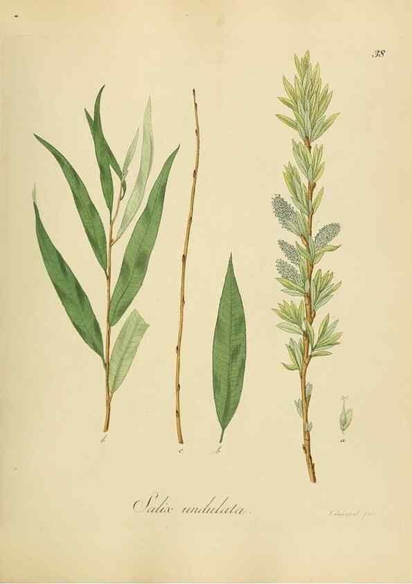 Reproducción/Reproduction 49298890237: Vollständige Naturgeschichte der forstlichen Culturpflanzen Deutschlands.. Berlin,A. Förstner'sche Verlagsbuchhandlung (P. Jeanrenaud)1851.. 