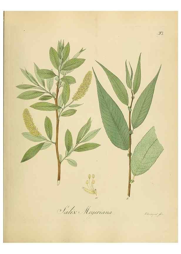 Reproducción/Reproduction 49298201898: Vollständige Naturgeschichte der forstlichen Culturpflanzen Deutschlands.. Berlin,A. Förstner'sche Verlagsbuchhandlung (P. Jeanrenaud)1851.. 