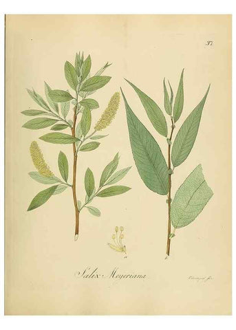 Reproducción/Reproduction 49298201898: Vollständige Naturgeschichte der forstlichen Culturpflanzen Deutschlands.. Berlin,A. Förstner'sche Verlagsbuchhandlung (P. Jeanrenaud)1851.. 