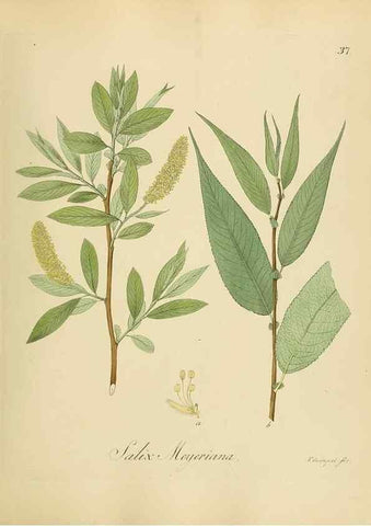 Reproducción/Reproduction 49298201898: Vollständige Naturgeschichte der forstlichen Culturpflanzen Deutschlands.. Berlin,A. Förstner'sche Verlagsbuchhandlung (P. Jeanrenaud)1851.. 
