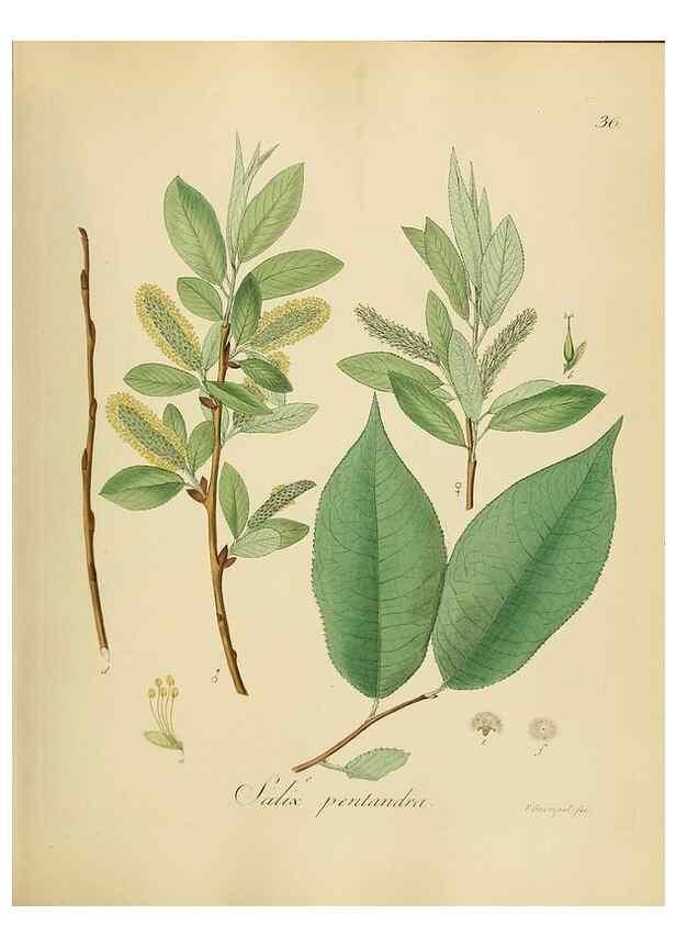 Reproducción/Reproduction 49298889757: Vollständige Naturgeschichte der forstlichen Culturpflanzen Deutschlands.. Berlin,A. Förstner'sche Verlagsbuchhandlung (P. Jeanrenaud)1851.. 