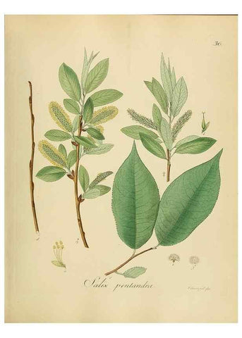 Reproducción/Reproduction 49298889757: Vollständige Naturgeschichte der forstlichen Culturpflanzen Deutschlands.. Berlin,A. Förstner'sche Verlagsbuchhandlung (P. Jeanrenaud)1851.. 