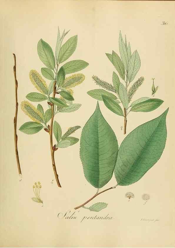 Reproducción/Reproduction 49298889757: Vollständige Naturgeschichte der forstlichen Culturpflanzen Deutschlands.. Berlin,A. Förstner'sche Verlagsbuchhandlung (P. Jeanrenaud)1851.. 
