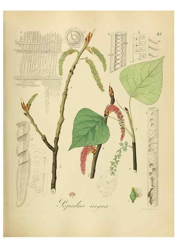 Reproducción/Reproduction 49298686161: Vollständige Naturgeschichte der forstlichen Culturpflanzen Deutschlands.. Berlin,A. Förstner'sche Verlagsbuchhandlung (P. Jeanrenaud)1851.. 