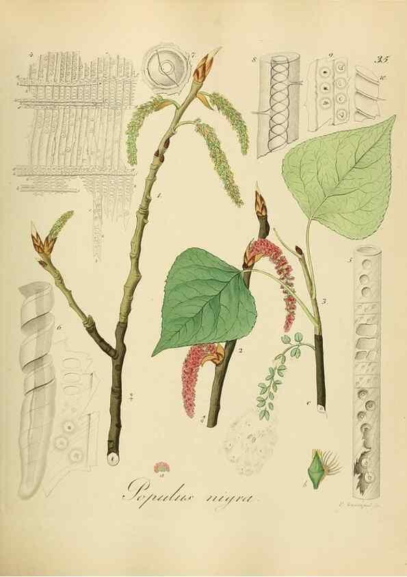 Reproducción/Reproduction 49298686161: Vollständige Naturgeschichte der forstlichen Culturpflanzen Deutschlands.. Berlin,A. Förstner'sche Verlagsbuchhandlung (P. Jeanrenaud)1851.. 