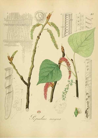 Reproducción/Reproduction 49298686161: Vollständige Naturgeschichte der forstlichen Culturpflanzen Deutschlands.. Berlin,A. Förstner'sche Verlagsbuchhandlung (P. Jeanrenaud)1851.. 