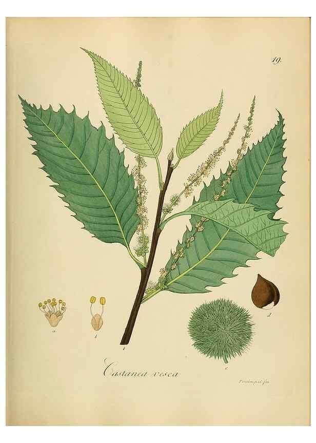 Reproducción/Reproduction 49298886142: Vollständige Naturgeschichte der forstlichen Culturpflanzen Deutschlands.. Berlin,A. Förstner'sche Verlagsbuchhandlung (P. Jeanrenaud)1851.. 