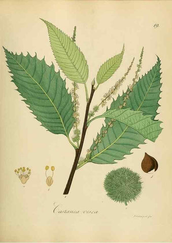 Reproducción/Reproduction 49298886142: Vollständige Naturgeschichte der forstlichen Culturpflanzen Deutschlands.. Berlin,A. Förstner'sche Verlagsbuchhandlung (P. Jeanrenaud)1851.. 