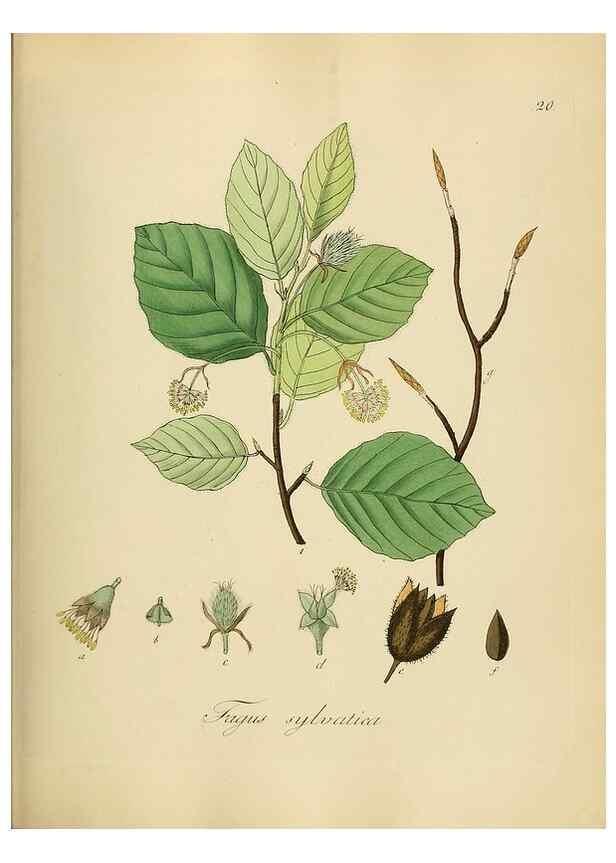 Reproducción/Reproduction 49298682786: Vollständige Naturgeschichte der forstlichen Culturpflanzen Deutschlands.. Berlin,A. Förstner'sche Verlagsbuchhandlung (P. Jeanrenaud)1851.. 