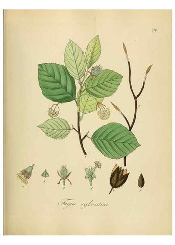Reproducción/Reproduction 49298682786: Vollständige Naturgeschichte der forstlichen Culturpflanzen Deutschlands.. Berlin,A. Förstner'sche Verlagsbuchhandlung (P. Jeanrenaud)1851.. 
