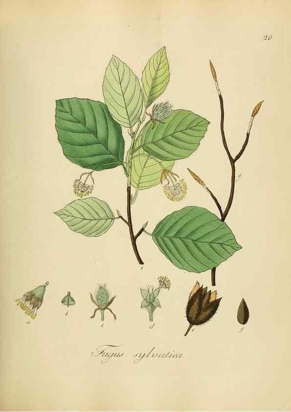 Reproducción/Reproduction 49298682786: Vollständige Naturgeschichte der forstlichen Culturpflanzen Deutschlands.. Berlin,A. Förstner'sche Verlagsbuchhandlung (P. Jeanrenaud)1851.. 