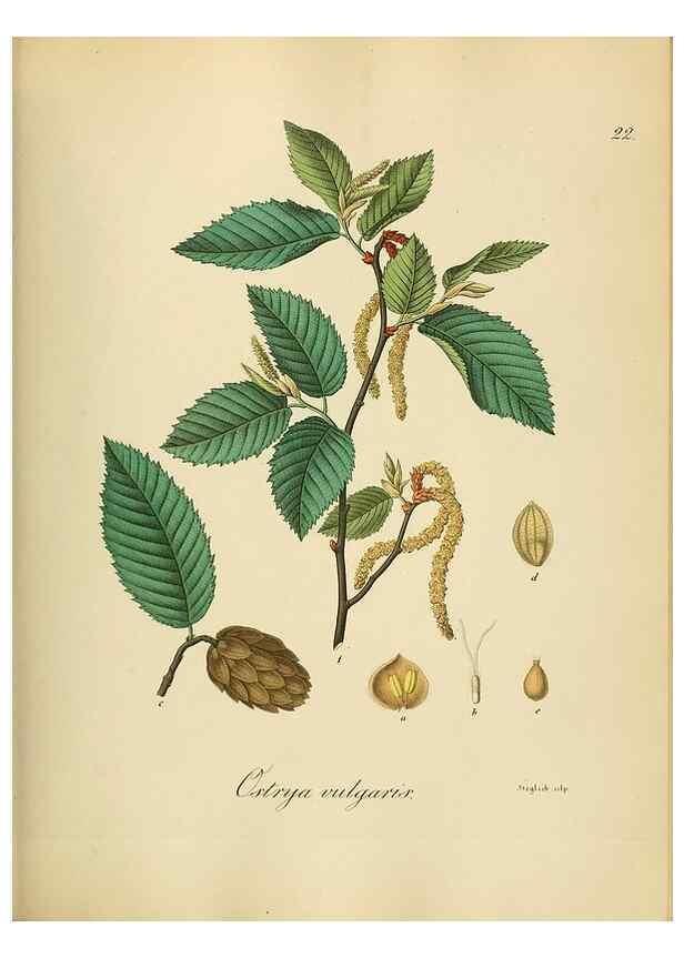 Reproducción/Reproduction 49298198338: Vollständige Naturgeschichte der forstlichen Culturpflanzen Deutschlands.. Berlin,A. Förstner'sche Verlagsbuchhandlung (P. Jeanrenaud)1851.. 