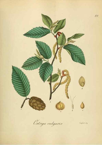 Reproducción/Reproduction 49298198338: Vollständige Naturgeschichte der forstlichen Culturpflanzen Deutschlands.. Berlin,A. Förstner'sche Verlagsbuchhandlung (P. Jeanrenaud)1851.. 
