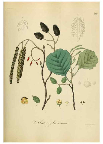 Reproducción/Reproduction 49298683496: Vollständige Naturgeschichte der forstlichen Culturpflanzen Deutschlands.. Berlin,A. Förstner'sche Verlagsbuchhandlung (P. Jeanrenaud)1851.. 