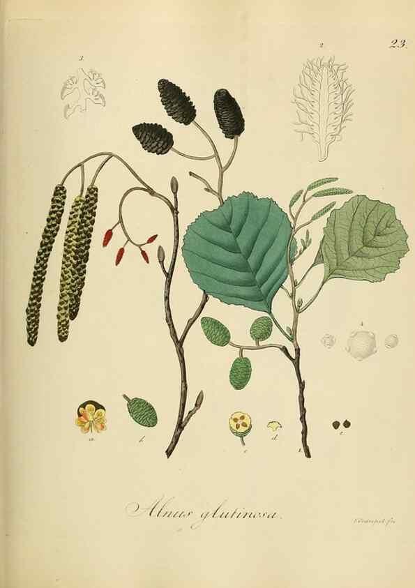 Reproducción/Reproduction 49298683496: Vollständige Naturgeschichte der forstlichen Culturpflanzen Deutschlands.. Berlin,A. Förstner'sche Verlagsbuchhandlung (P. Jeanrenaud)1851.. 
