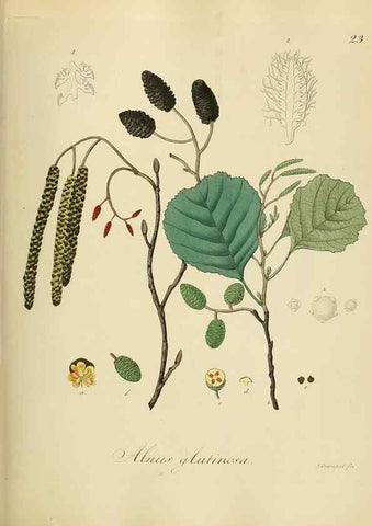 Reproducción/Reproduction 49298683496: Vollständige Naturgeschichte der forstlichen Culturpflanzen Deutschlands.. Berlin,A. Förstner'sche Verlagsbuchhandlung (P. Jeanrenaud)1851.. 