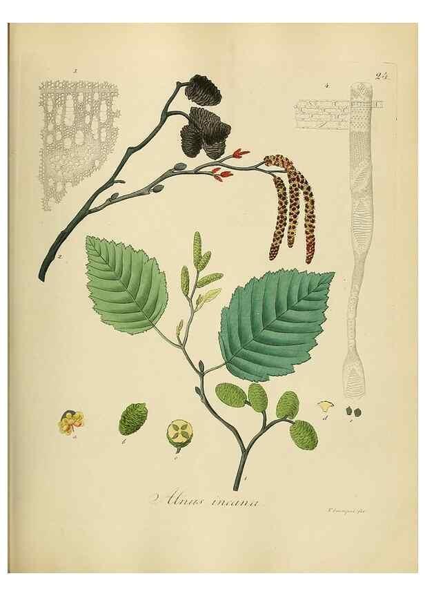 Reproducción/Reproduction 49298683681: Vollständige Naturgeschichte der forstlichen Culturpflanzen Deutschlands.. Berlin,A. Förstner'sche Verlagsbuchhandlung (P. Jeanrenaud)1851.. 