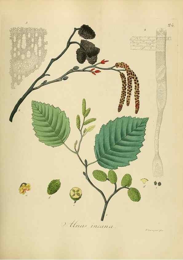 Reproducción/Reproduction 49298683681: Vollständige Naturgeschichte der forstlichen Culturpflanzen Deutschlands.. Berlin,A. Förstner'sche Verlagsbuchhandlung (P. Jeanrenaud)1851.. 