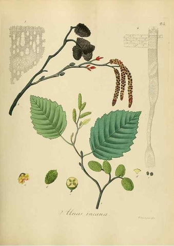 Reproducción/Reproduction 49298683681: Vollständige Naturgeschichte der forstlichen Culturpflanzen Deutschlands.. Berlin,A. Förstner'sche Verlagsbuchhandlung (P. Jeanrenaud)1851.. 