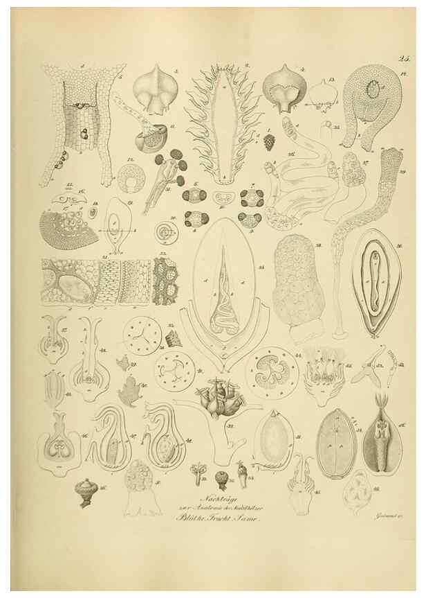 Reproducción/Reproduction 49298199038: Vollständige Naturgeschichte der forstlichen Culturpflanzen Deutschlands.. Berlin,A. Förstner'sche Verlagsbuchhandlung (P. Jeanrenaud)1851.. 